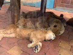 -大连森林动物园