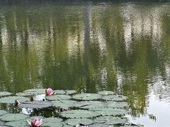 -泗洪洪泽湖湿地景区