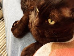 -喵屿·大理花园猫咖