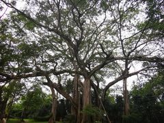 -瑞丽独树成林风景区