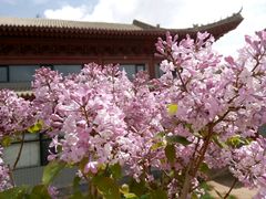 -仁寿山