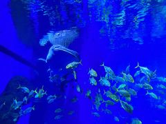 -成都浩海立方海洋公园