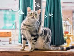 -吉丁鸟咖·异宠·寄养