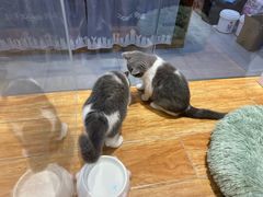 -狗道宠物(常熟印象城店)