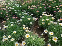 -南通洲际绿博园