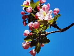 -海棠花溪(元大都城垣遗址公园)