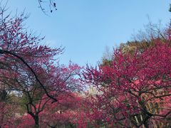 -杭州植物园