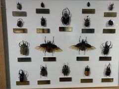 -上海昆虫博物馆