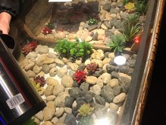 -西塘人家•黑金冠本地好店
