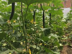 -万源龙顺度假庄园生态观光园