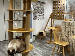 -楼上猫咖(罗湖店)