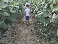 -马陆小张葡萄园农家乐