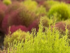 -春花秋色城市公园