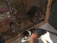 大堂-有才叔的小馆(招商依云曲江店)