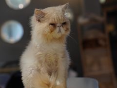 -豆逗聊愈猫阁Easy Life