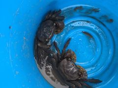 -吴淞炮台湾湿地森林公园烧烤区