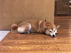 -柴务处·柴犬主题狗咖