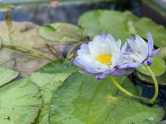 -上海辰山植物园