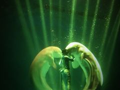 -芜湖新华联大白鲸海洋公园