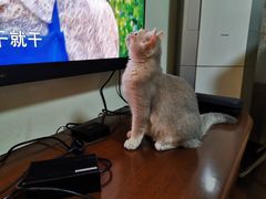 -东方名猫馆·英短金渐层布偶猫舍(环线广场1号楼店)