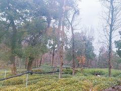 -野蔓果·山野菜(西湖景区·龙井茶田店)