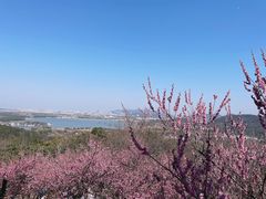 -香雪海
