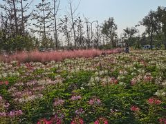 -上海滨江森林公园