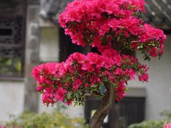 -惠山古镇·寄畅园