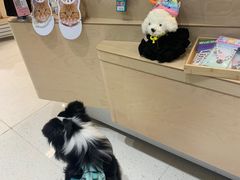 -帕帕拉兹宠物(亚洲旗舰店)