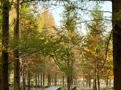 -黄海国家森林公园