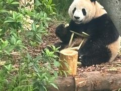 -成都大熊猫繁育研究基地-熊猫厨房