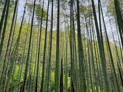 -西湖风景区十里琅珰-五云山