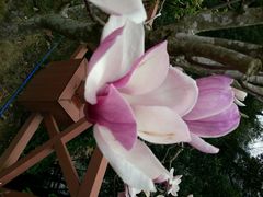 android_upload_pic-广州市流溪河国家森林公园