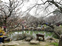 -香雪海