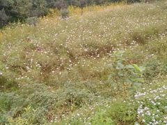 -中国香山·寿香谷