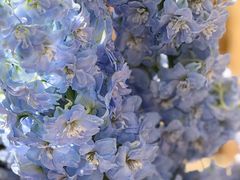 -深圳湾万象城(南山店)