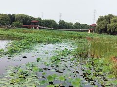 -荷塘月色湿地公园·向阳花洲