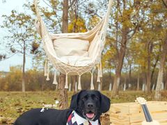 -超宠爱宠物摄影-Super pet