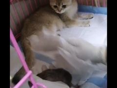 -喜多萌中农锦绣动物医院24H·猫科·牙科MRI·CT