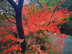 -金龙寺国家森林公园