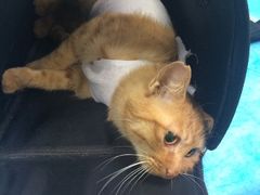 -纳吉亚猫专科动物诊疗中心(蒋宅口分院)