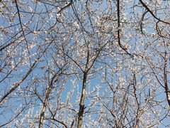 -桃花堤公园
