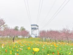 -天适樱花悠乐园