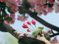 -海棠花溪(元大都城垣遗址公园)