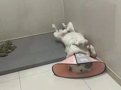 -康成宠物医院24H·CT·核磁共振