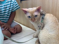 -瑞派长江宠物医院·猫科·外科·24小时夜护(谊城公寓分院)