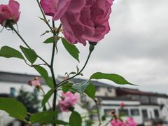 -莲花岛景区