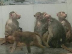 -西安秦岭野生动物园