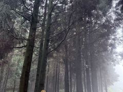 -武陵山森林公园