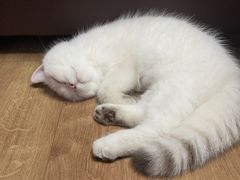 -momokira米努特·德文卷毛猫·棉花面纱犬